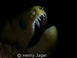 "Moray in decent light" from Dhuni Kolhu, Maldives. by Henry Jager 